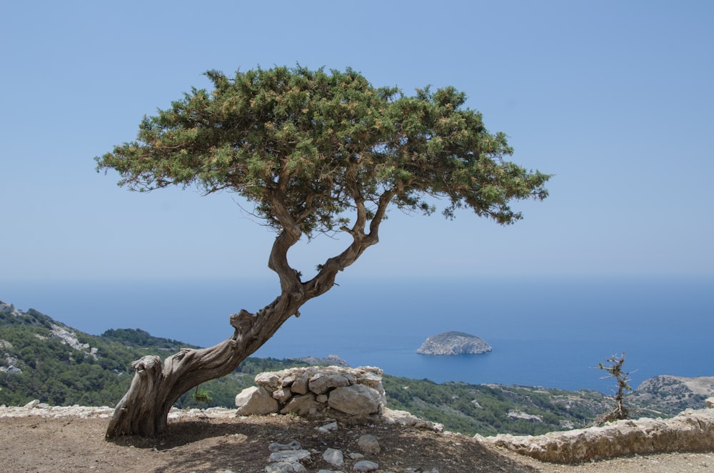 green tree on brown rocky shore during daytime