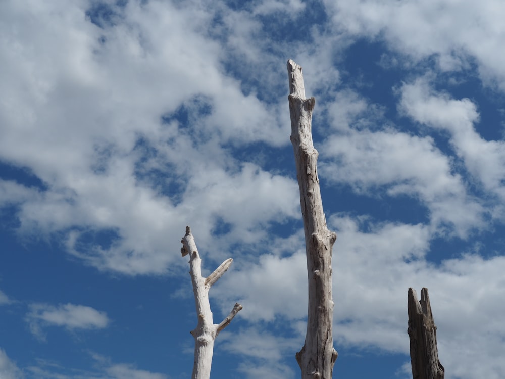 brown tree branch under blue sky and white clouds during daytime