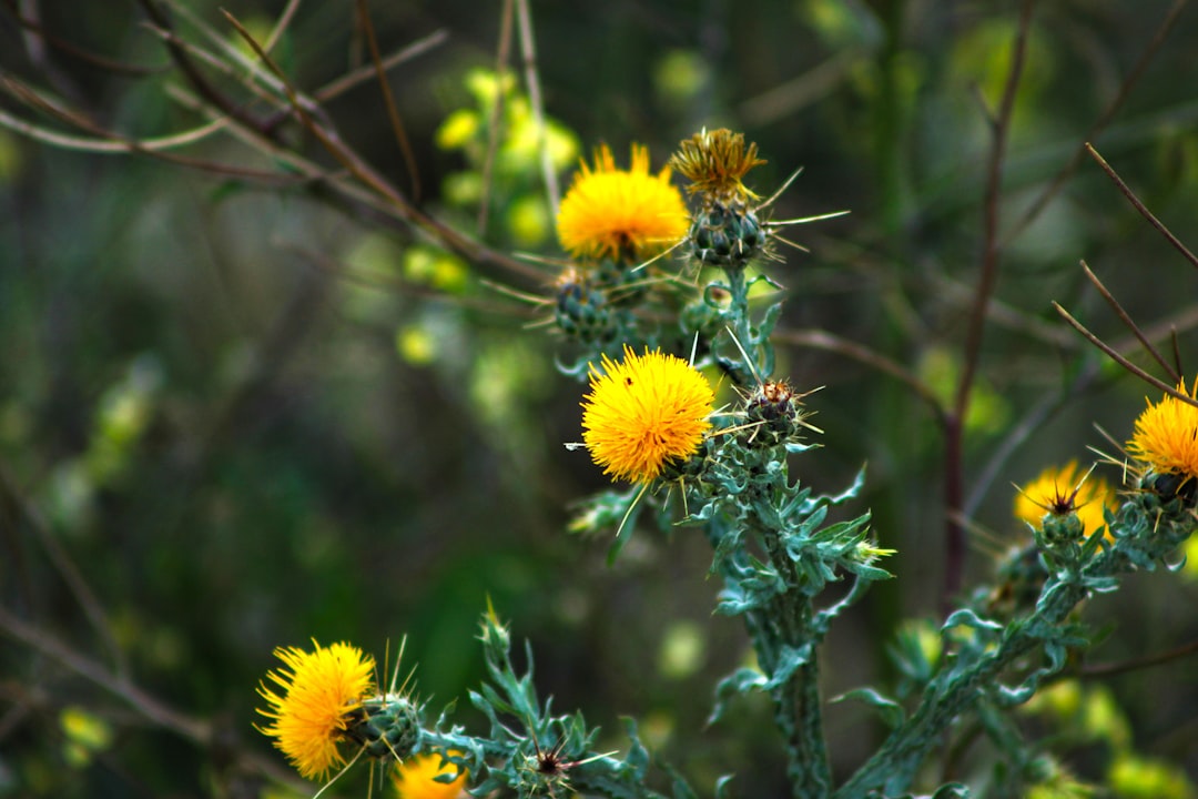 yellow flowers in tilt shift lens