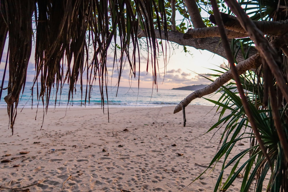 brown tree trunk on brown sand during daytime