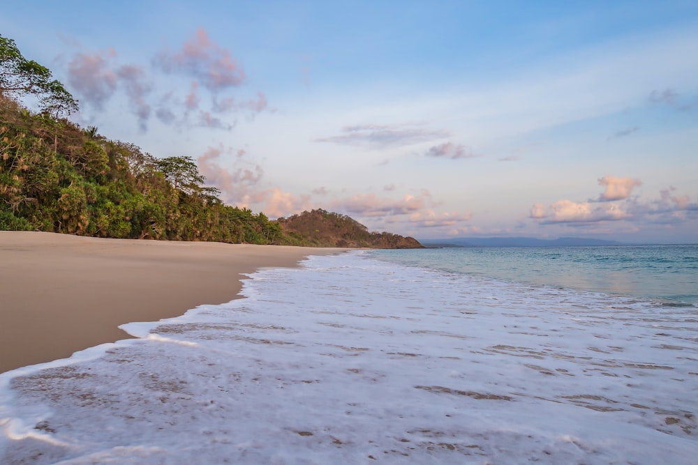 green trees on white sand beach during daytime