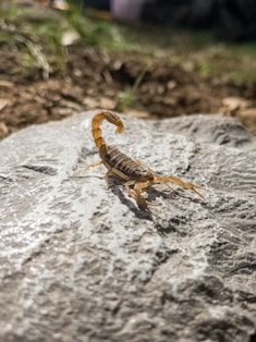 brown and black striped spider on gray rock
