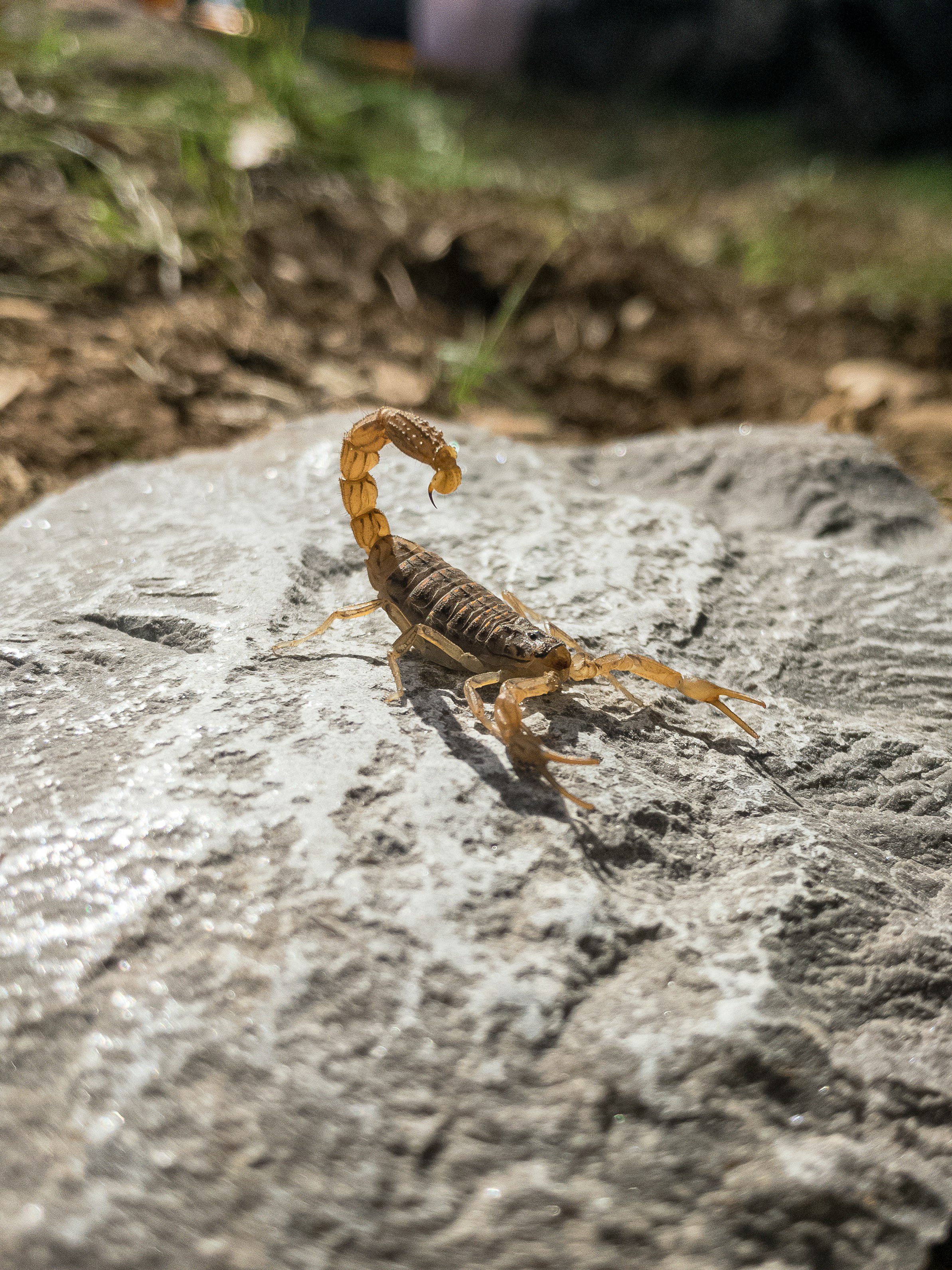 Research Explores the Benefits of Scorpions and Venom