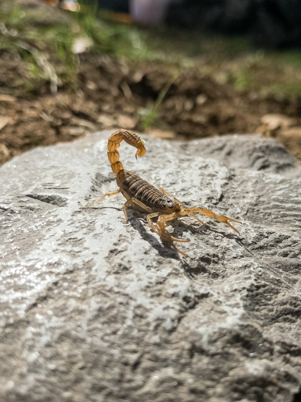 brown and black striped spider on gray rock