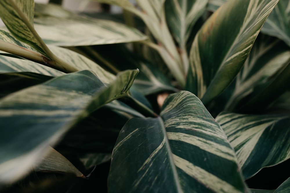 plante à feuilles vertes en photographie en gros plan