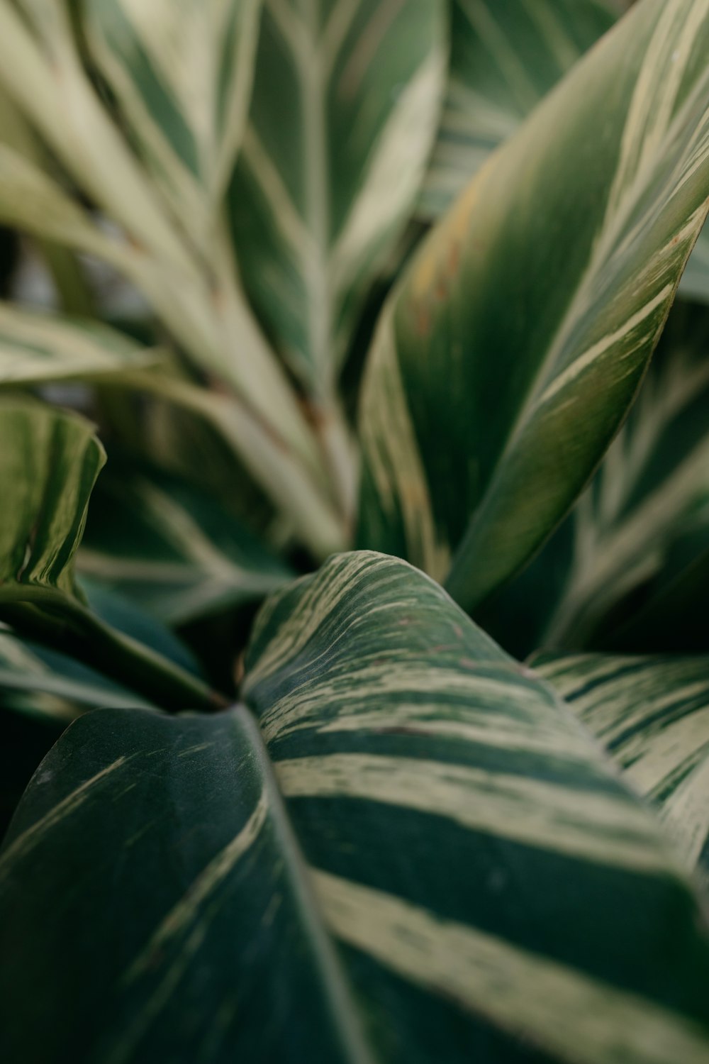 green leaf plant in close up photography