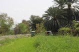 A lush, green landscape featuring a dirt path running alongside a railway track and two auto rickshaws. Tall palm trees and other greenery dominate the scene, evoking a sense of tranquility. Yellow wildflowers are scattered through the grass, adding color to the setting.