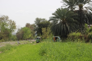 A lush, green landscape featuring a dirt path running alongside a railway track and two auto rickshaws. Tall palm trees and other greenery dominate the scene, evoking a sense of tranquility. Yellow wildflowers are scattered through the grass, adding color to the setting.