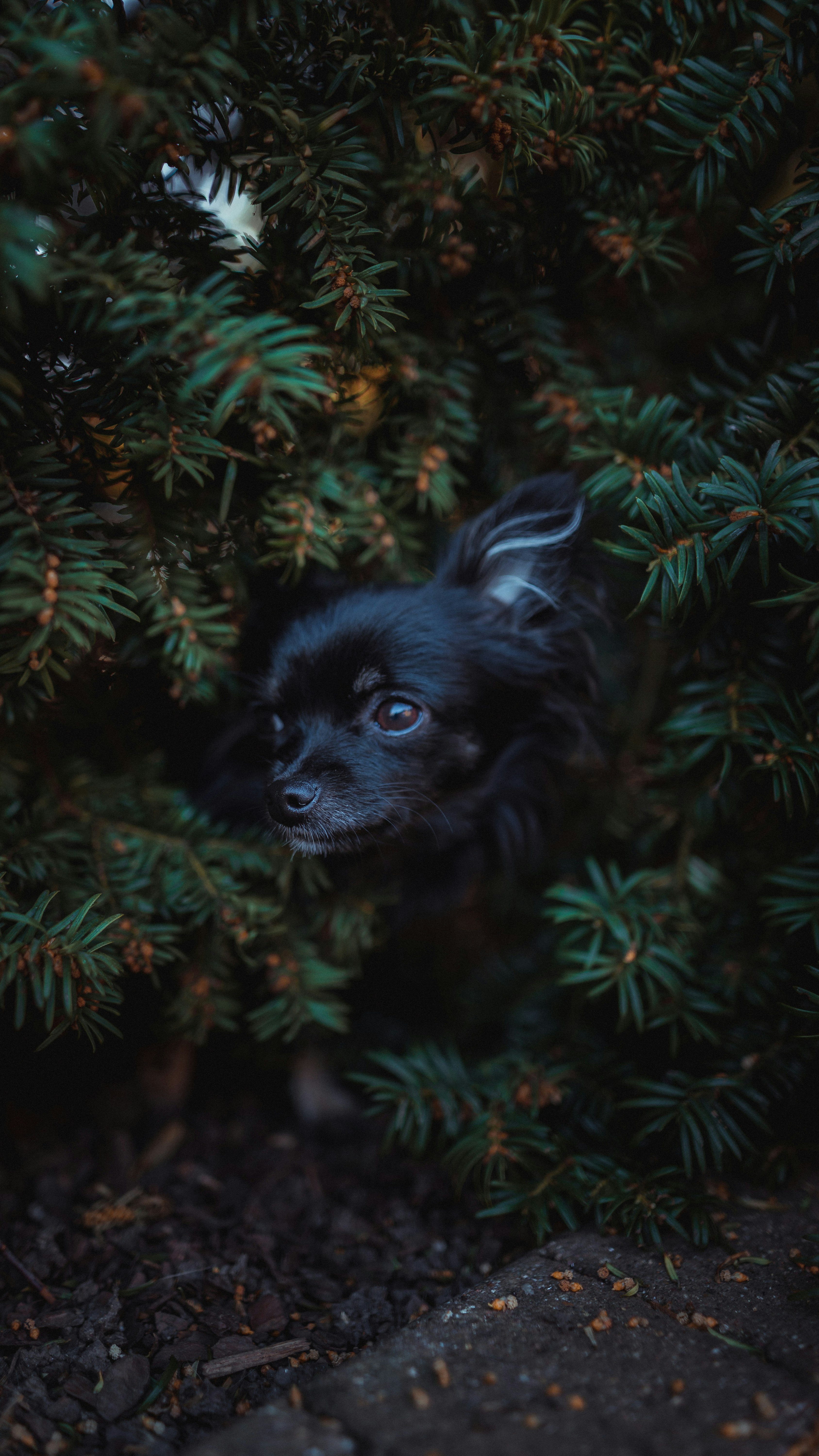black pomeranian puppy on green leaves