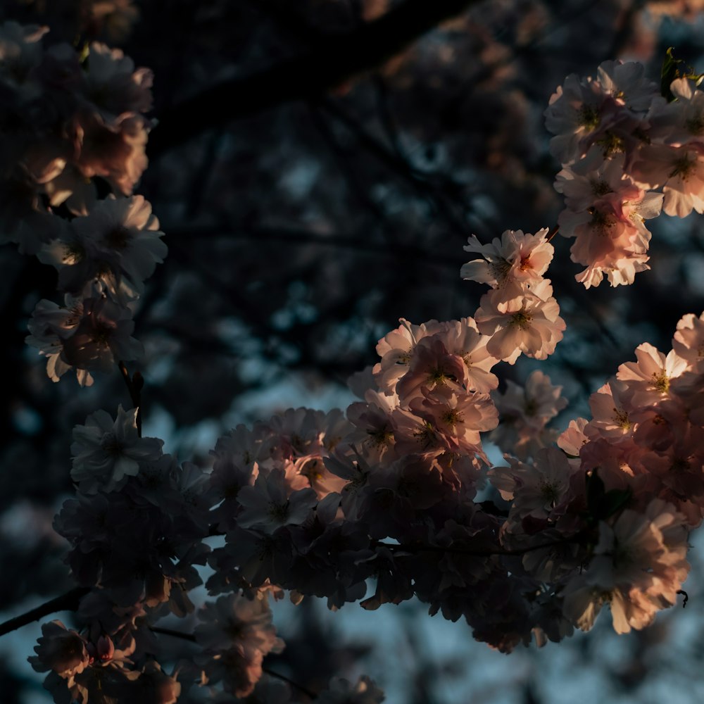 white flowers in tilt shift lens