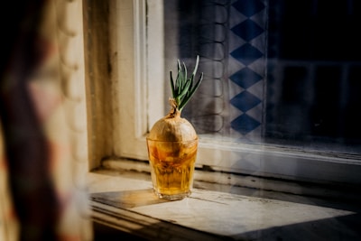 A sprouting onion is placed in a glass of water on a window sill, illuminated by soft natural light. The background includes a window with a translucent patterned curtain.