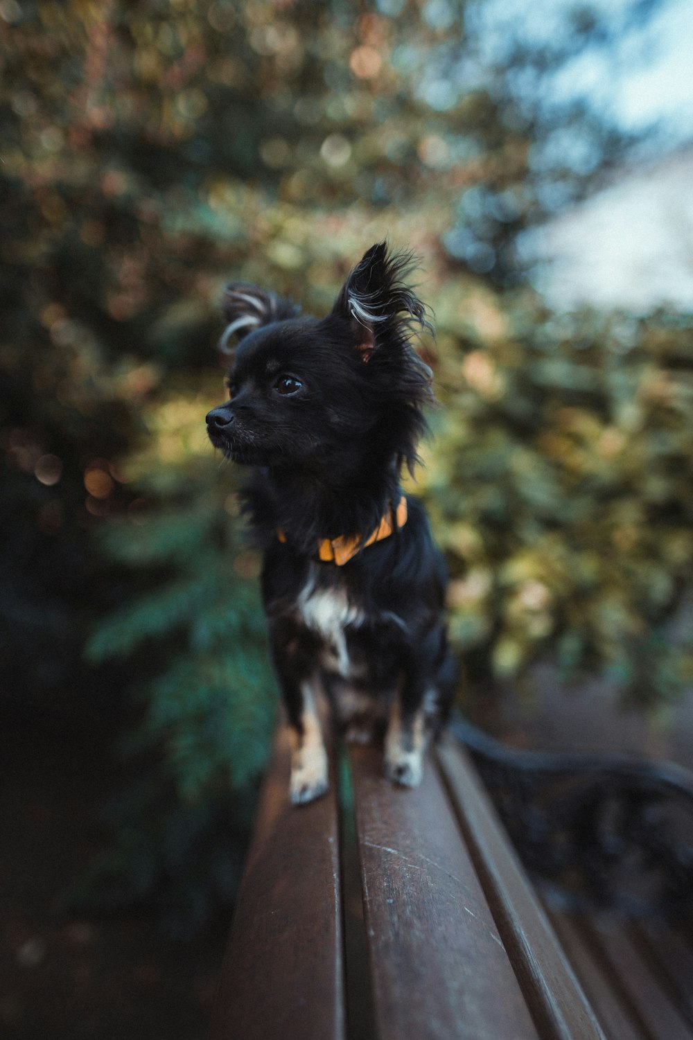 black and white short coat small dog on grey concrete pavement during daytime