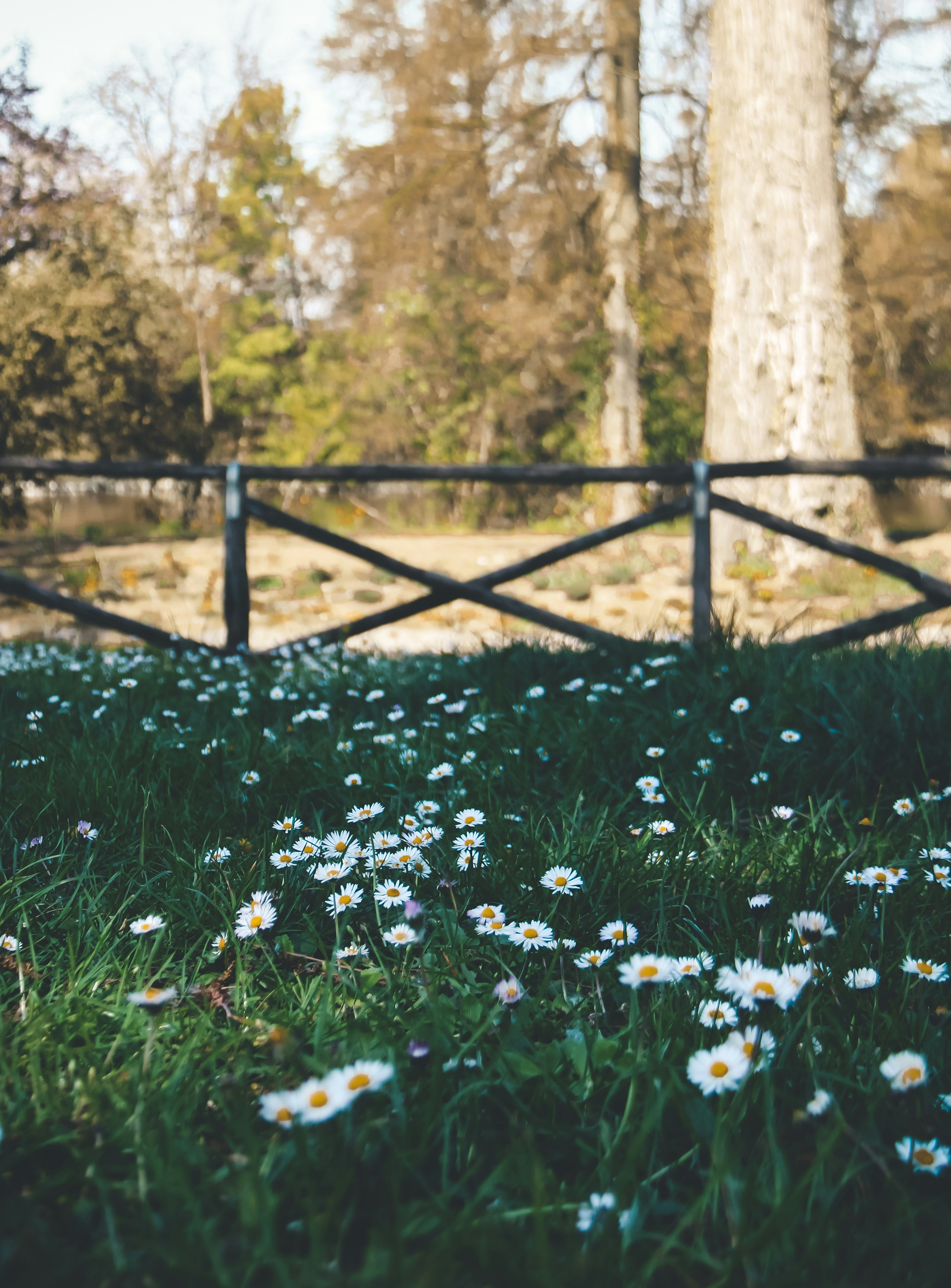 white flowers on green grass field during daytime