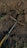 A hand tool with a black and yellow handle lies on dark, rich soil. The soil is slightly disturbed, suggesting digging or gardening activity. Small green sprouts and sticks are scattered around the area.