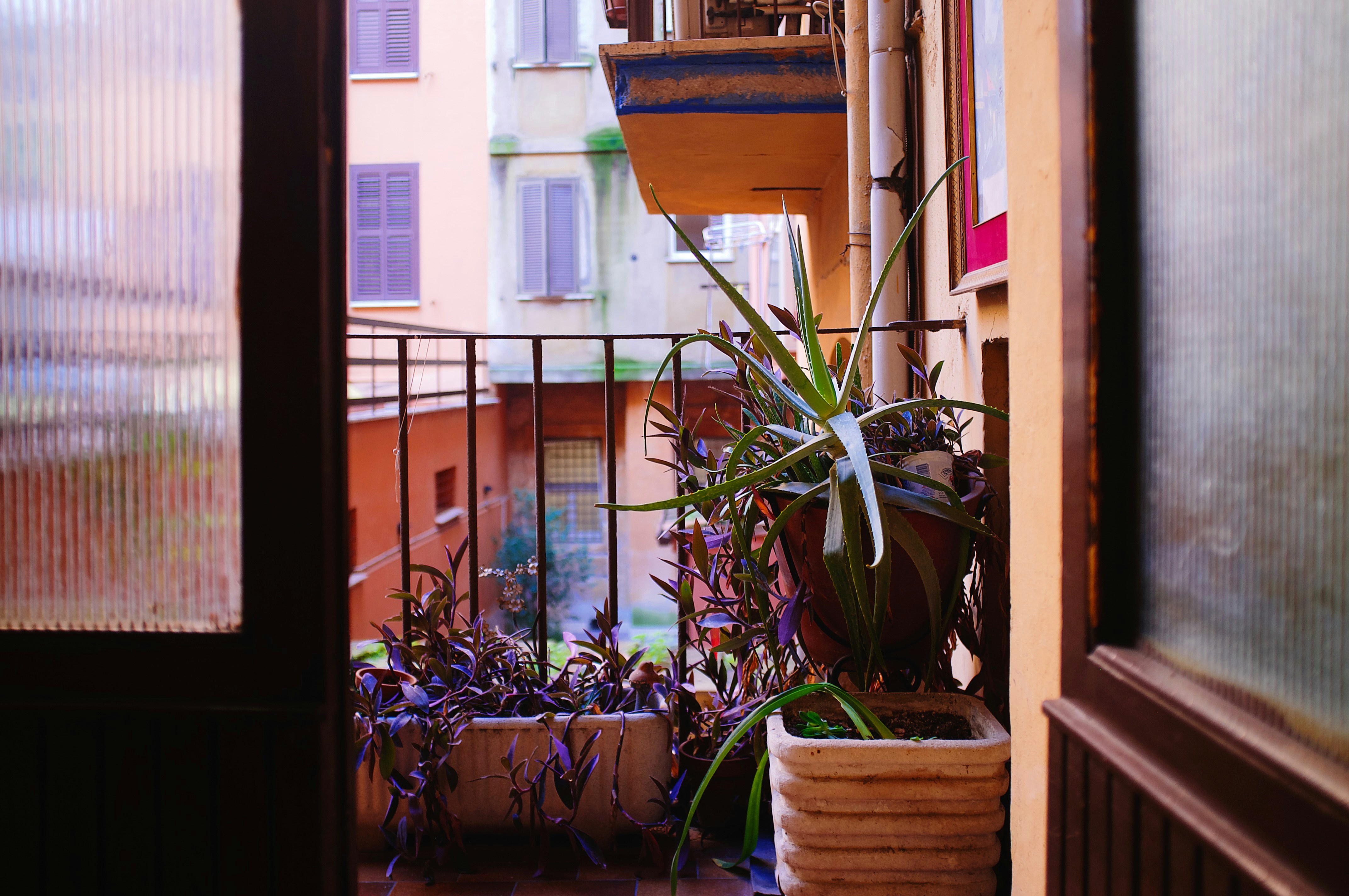 From Fire Escape to Front Porch: Growing Southern Staples in Pots, Planters, and Whatever You've Got