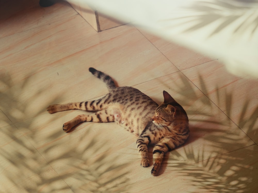 brown tabby cat lying on floor