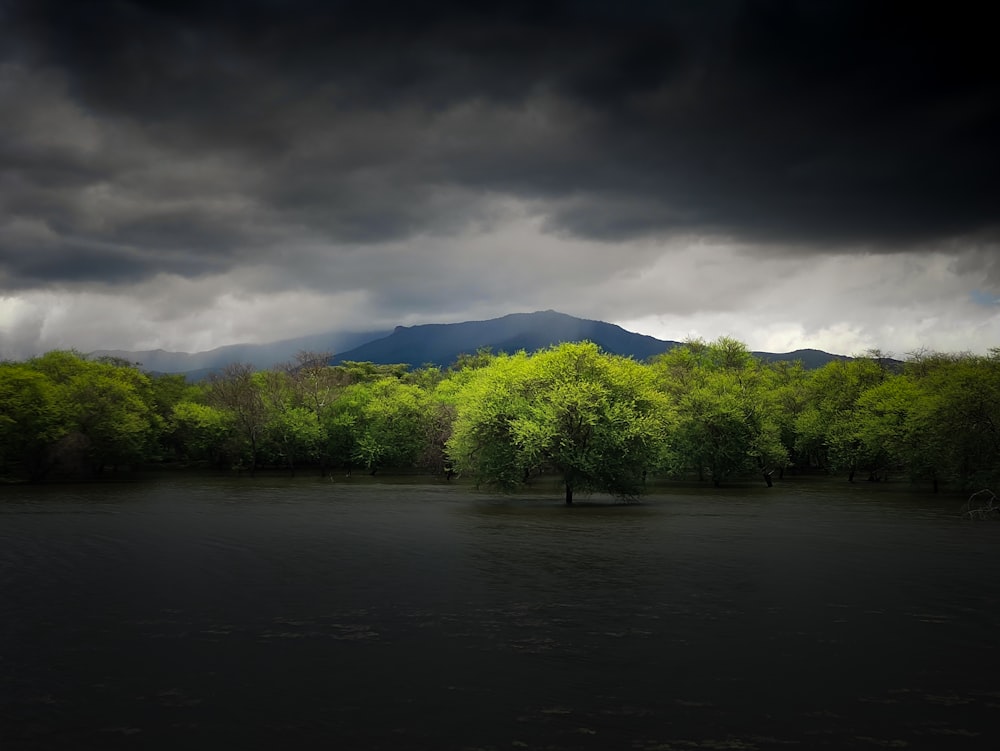 green trees beside river under cloudy sky during daytime