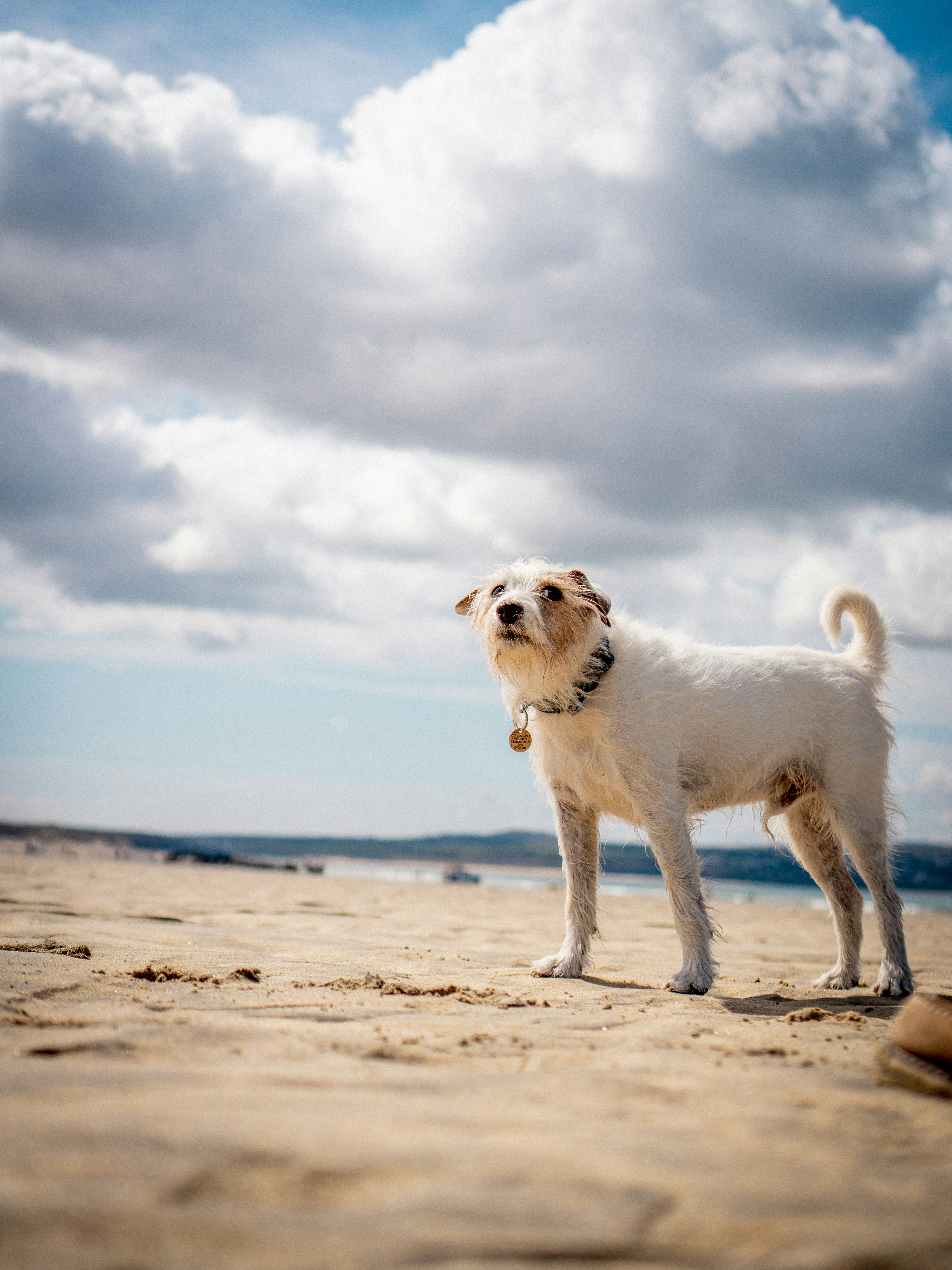 white long coat small dog on beach during daytime