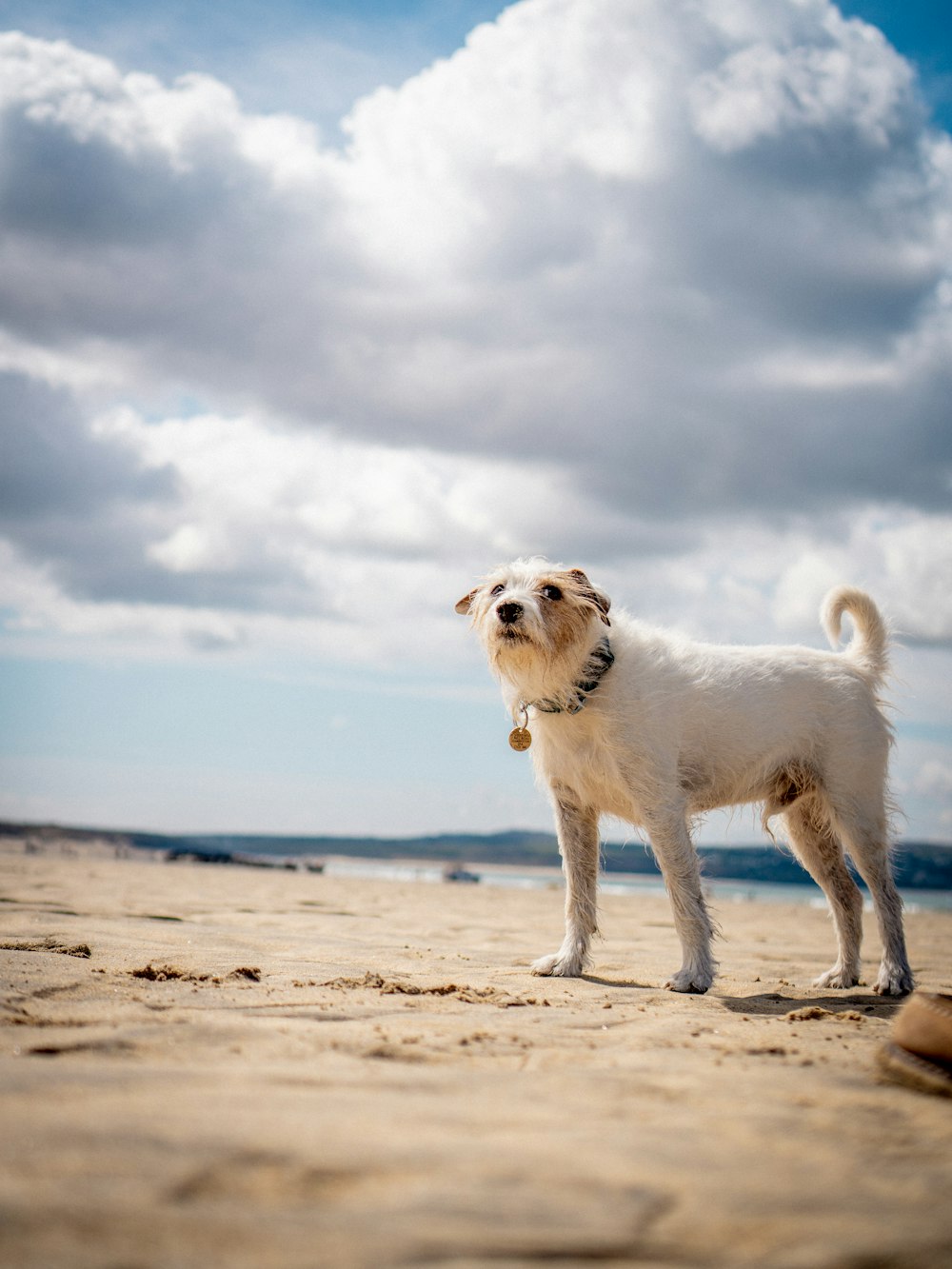 white long coat small dog on beach during daytime