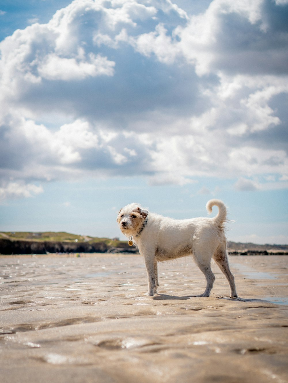 weißer kurzhaariger mittelgroßer Hund auf braunem Sand unter weißen Wolken und blauem Himmel während