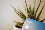 A blue Revolut card is positioned in the foreground with the focus slightly on its chipped corner. In the background, a potted plant with long, striped, and pointed leaves is visible, adding an organic contrast to the plastic card.