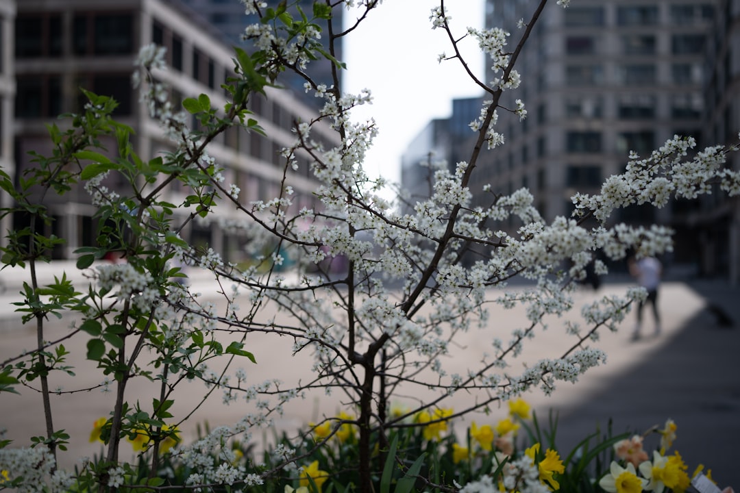 white cherry blossom tree during daytime