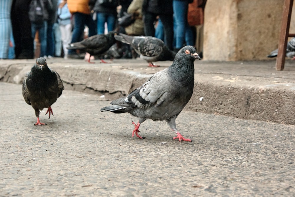 gray pigeon on gray concrete floor