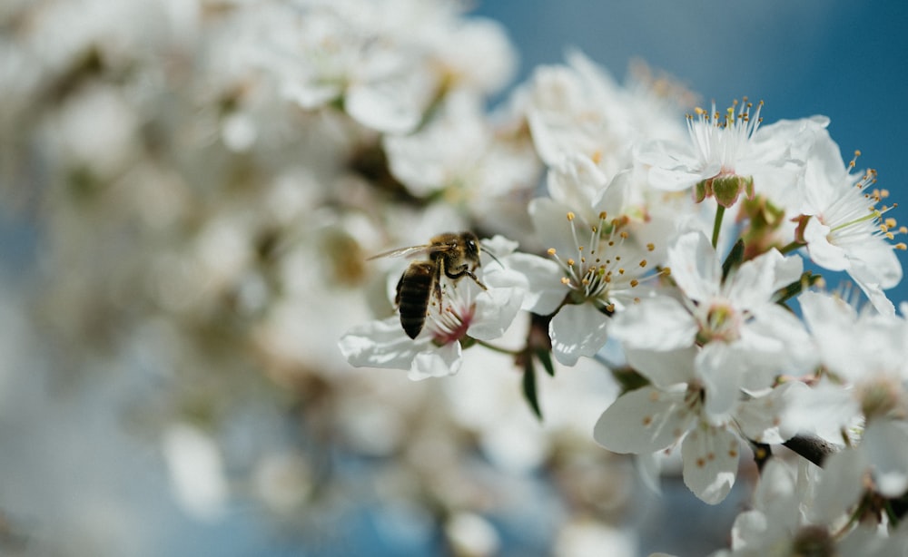 black and brown bee on white flower