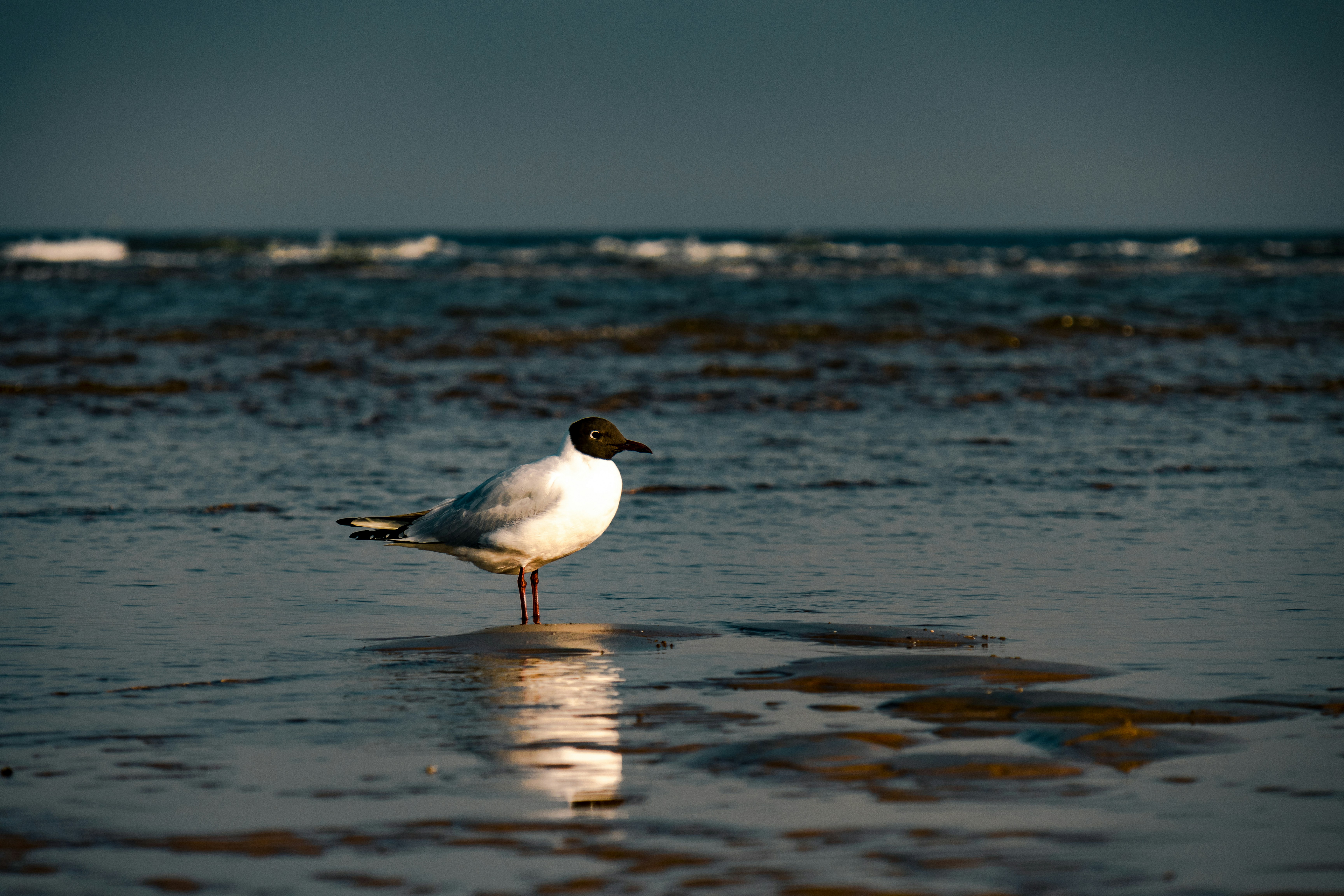 Photo by juliuscarmine