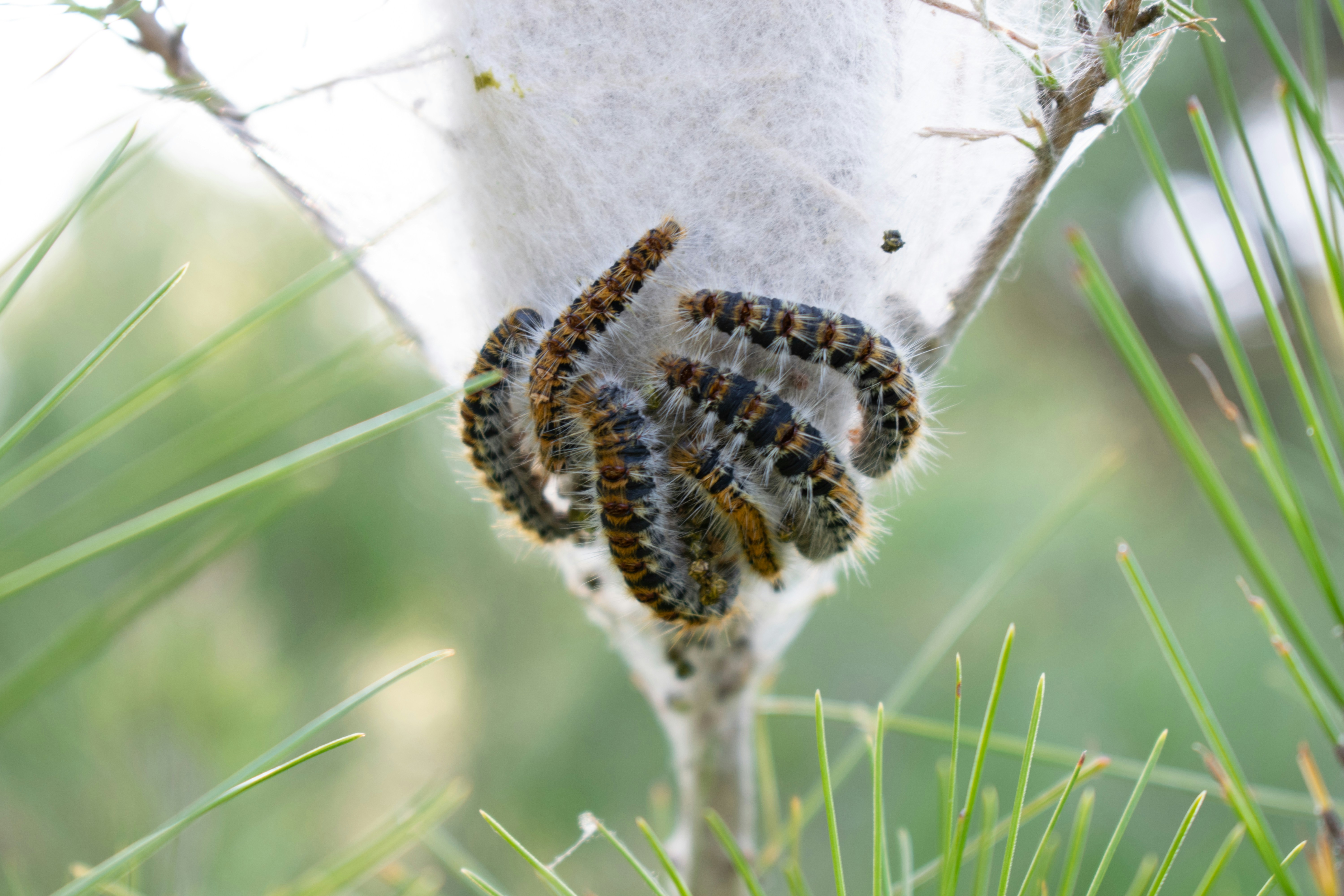 昼間の白いコンクリートの壁に茶色と黒の毛虫の写真 Unsplashで見つけるアテネの無料写真
