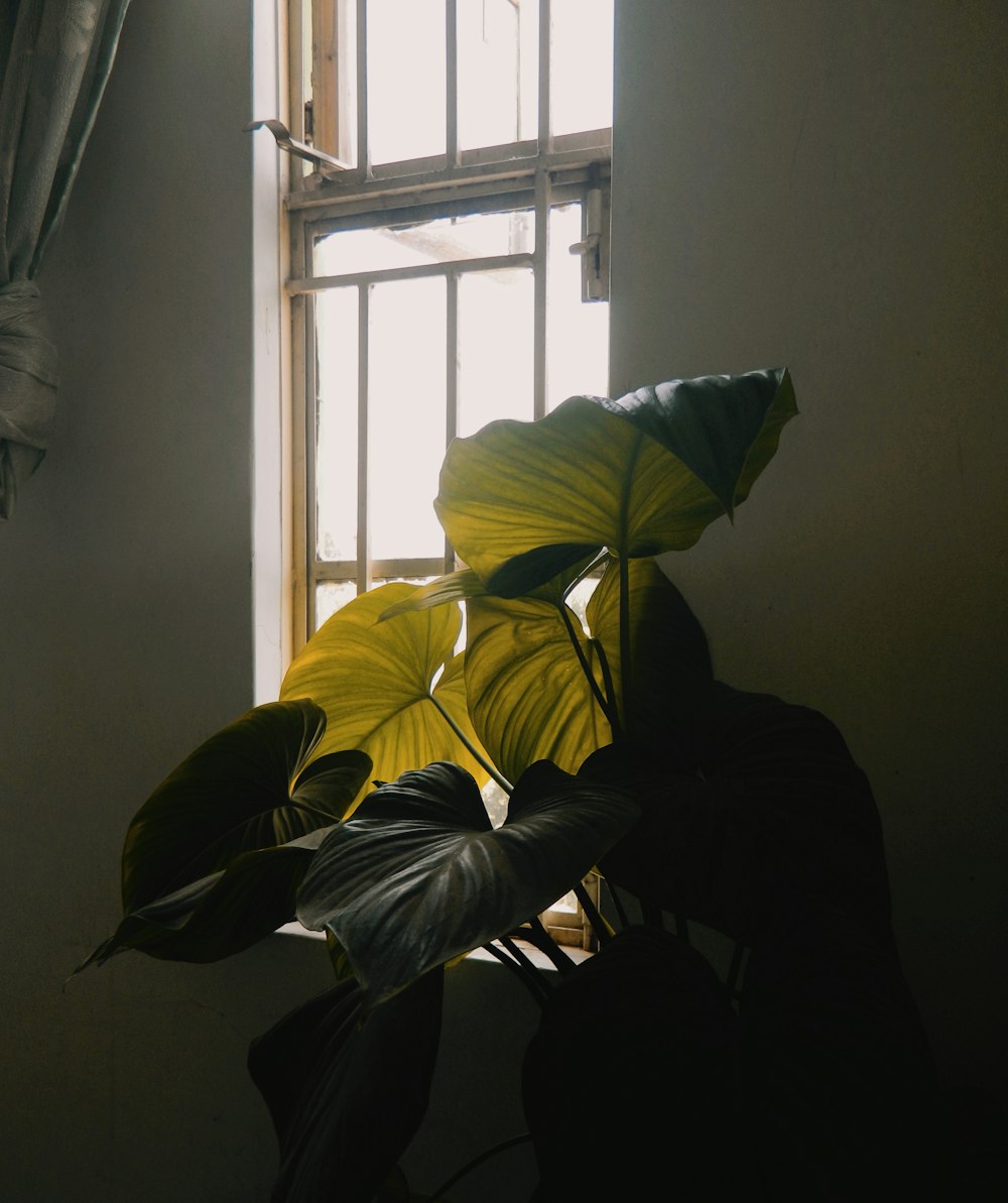 green leaf plant near window