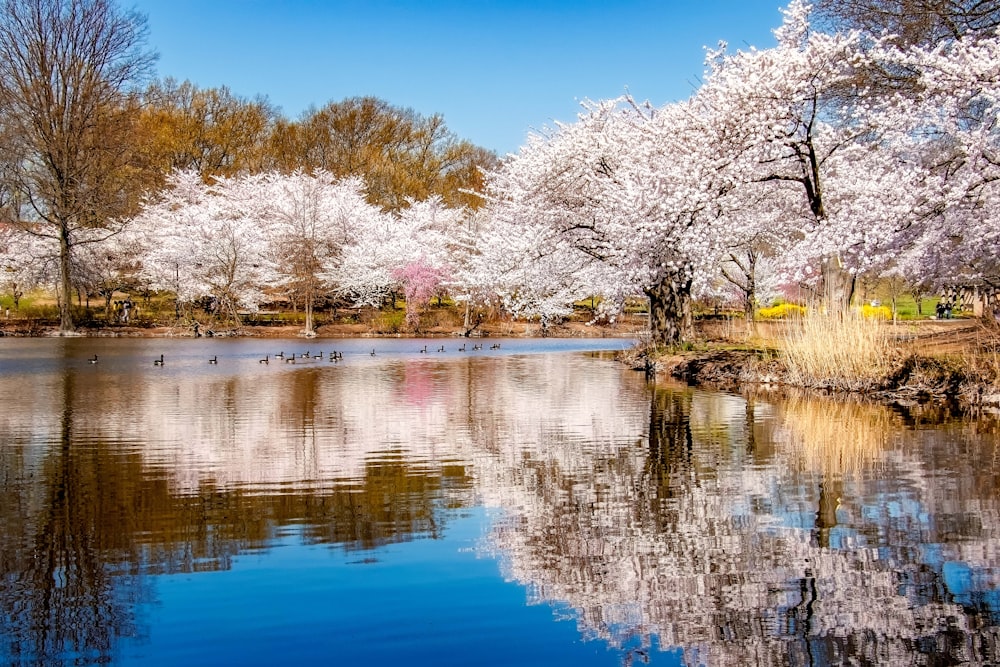 specchio d'acqua vicino agli alberi durante il giorno