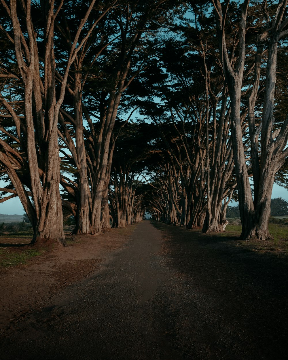 brown trees on brown soil