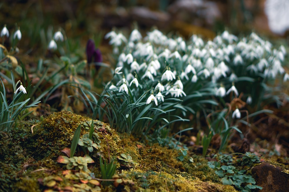 fiori bianchi su erba verde