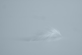 white feather on white fog