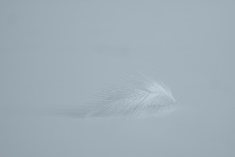 white feather on white fog