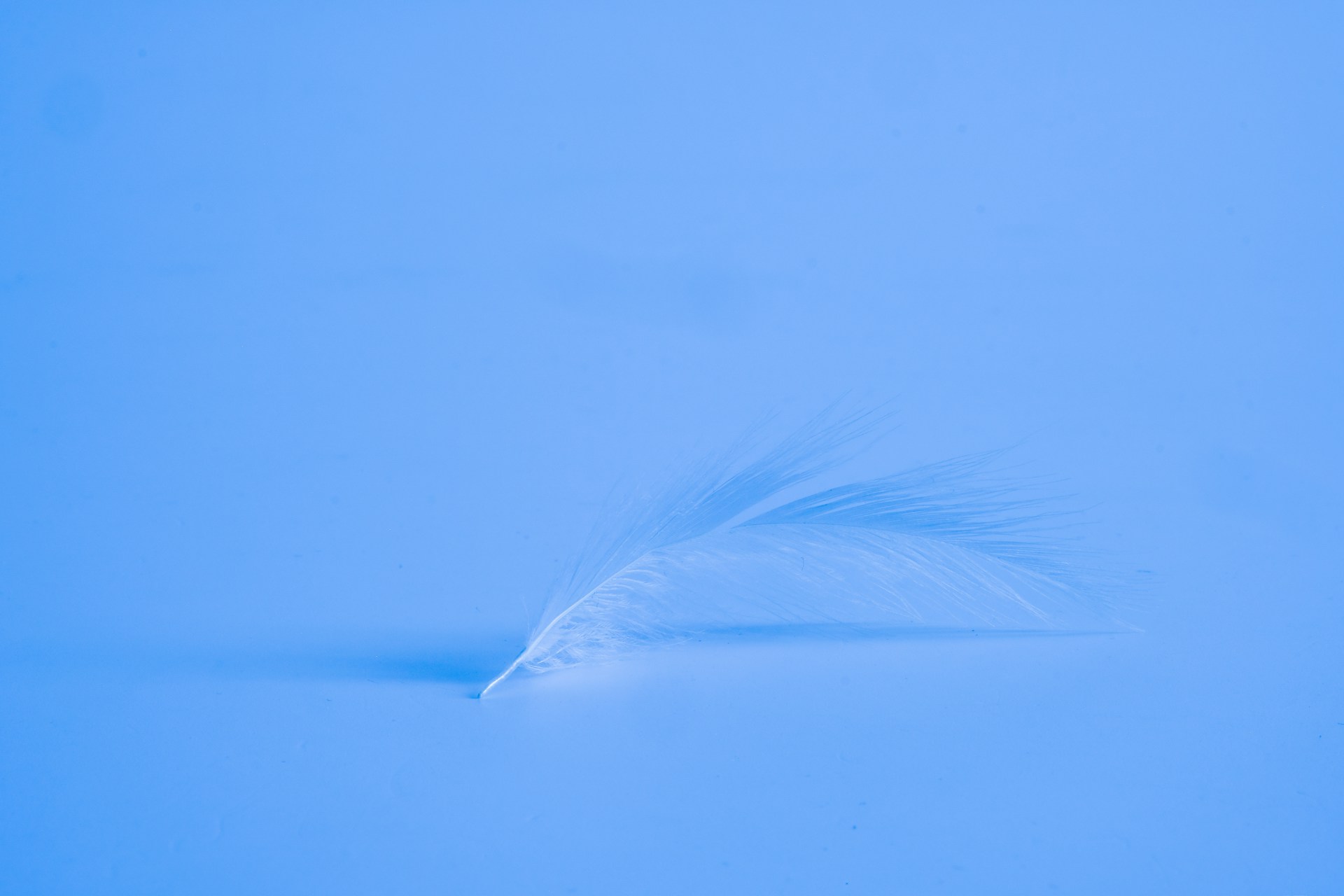 white feather on blue water