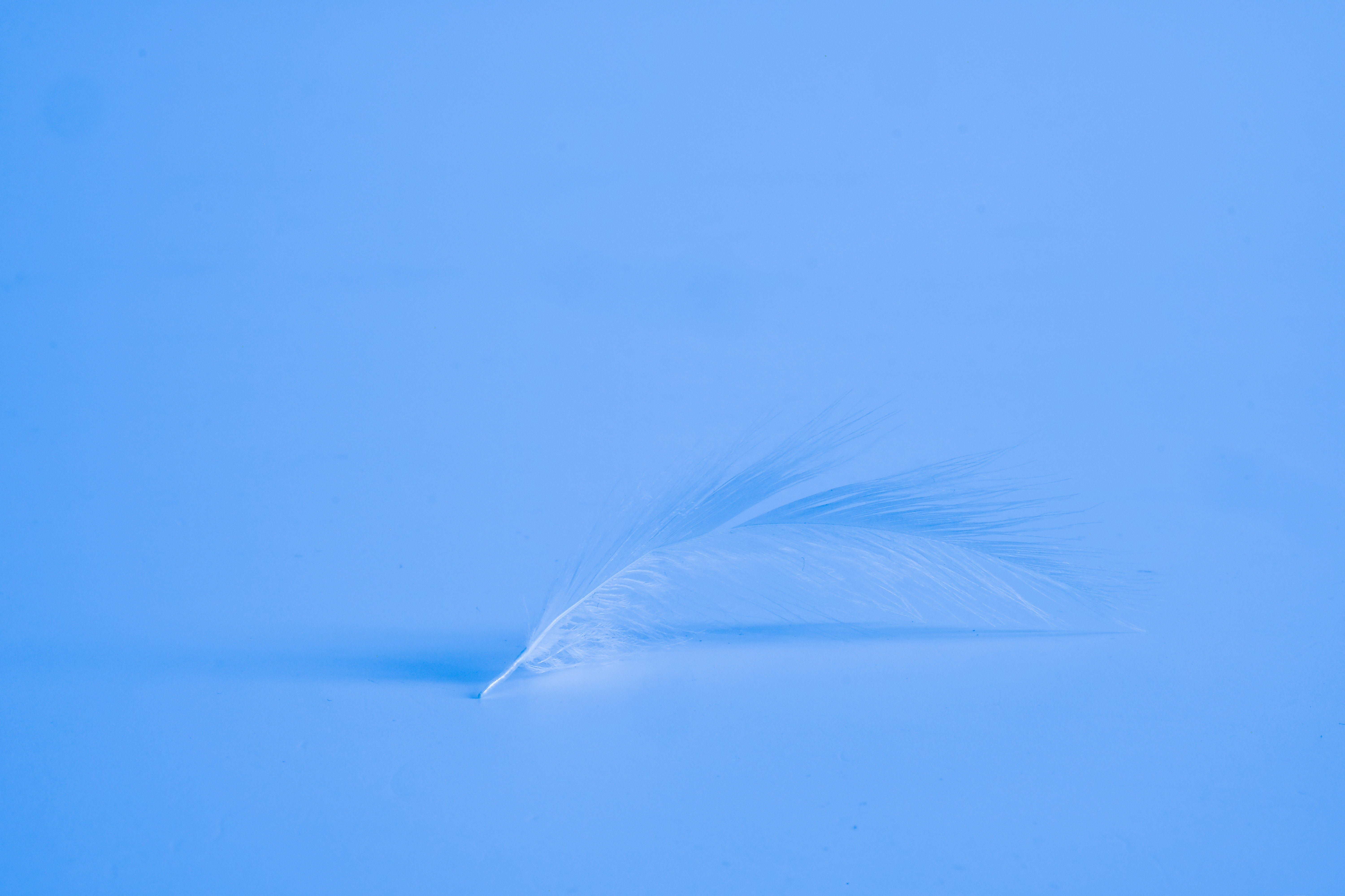 white feather on blue water