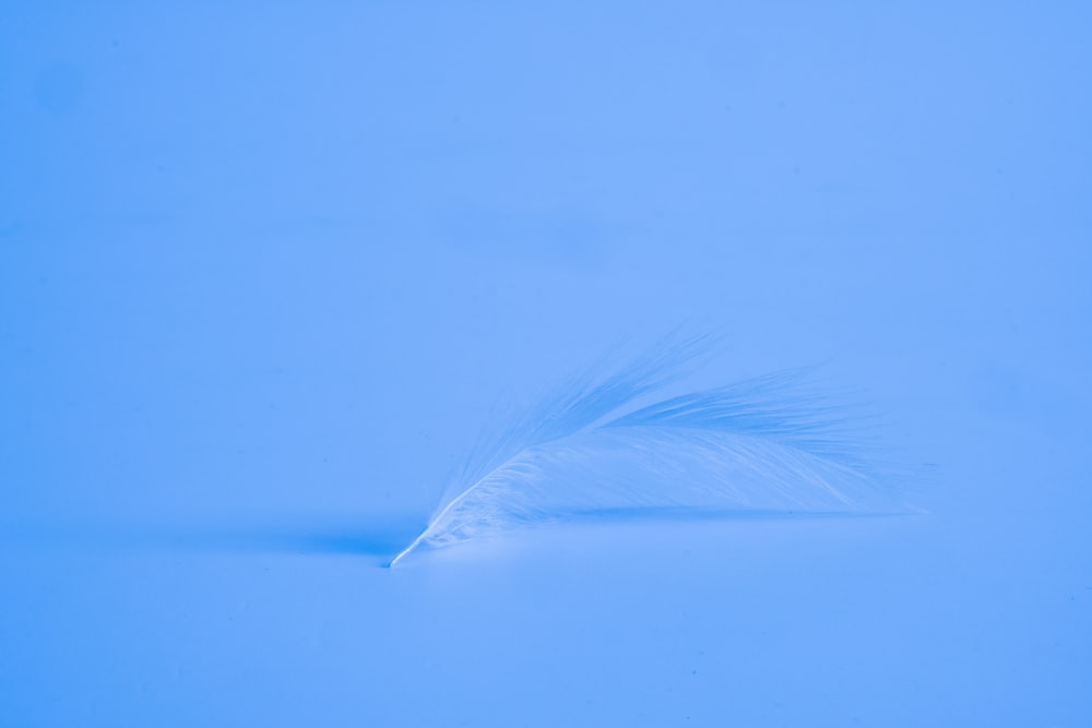 plume blanche sur l’eau bleue