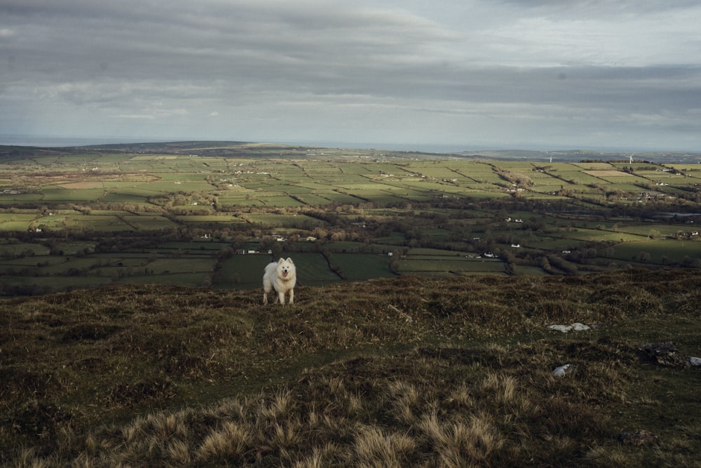 white dog on green grass field during daytime