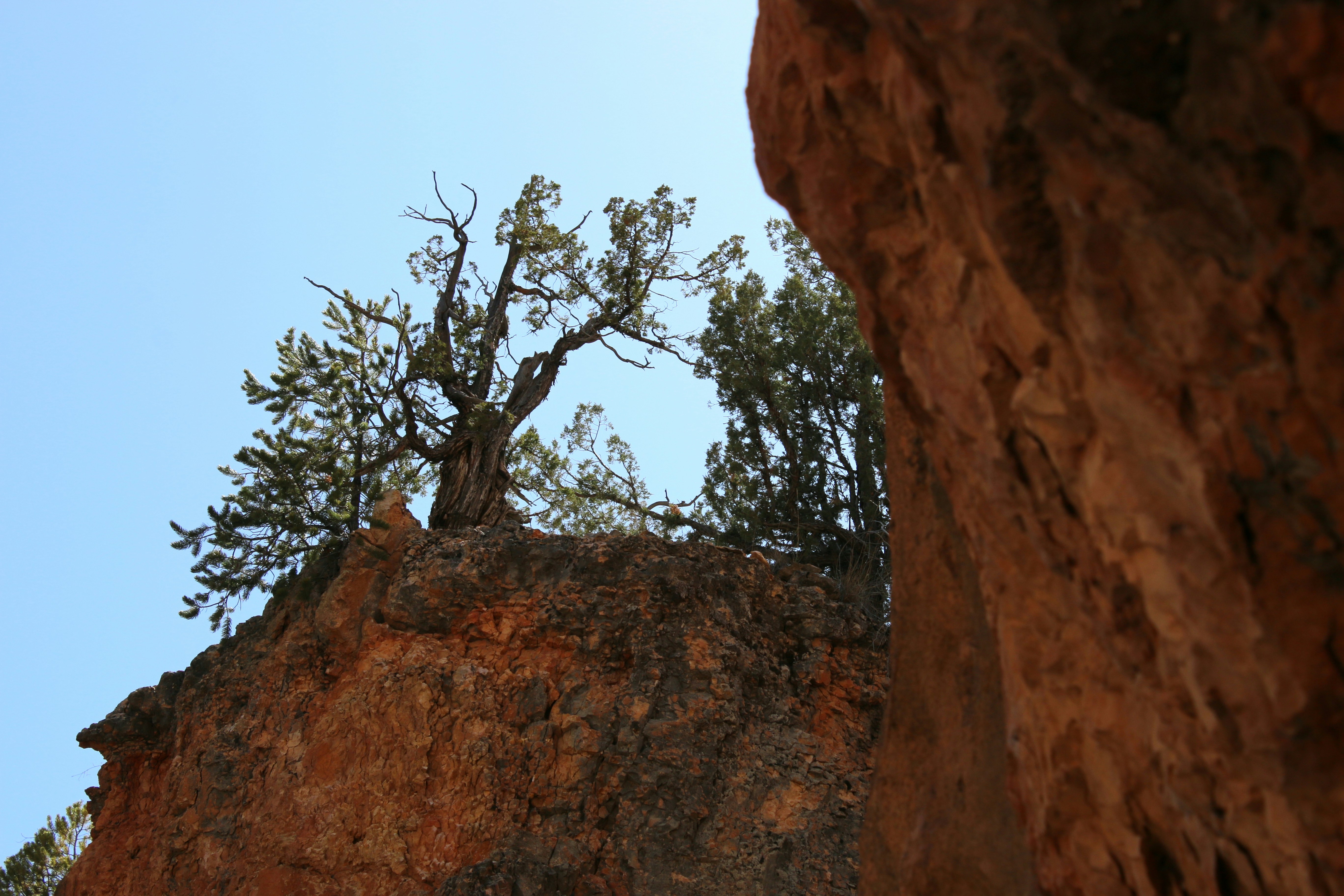 Treee in the crag of the rock.