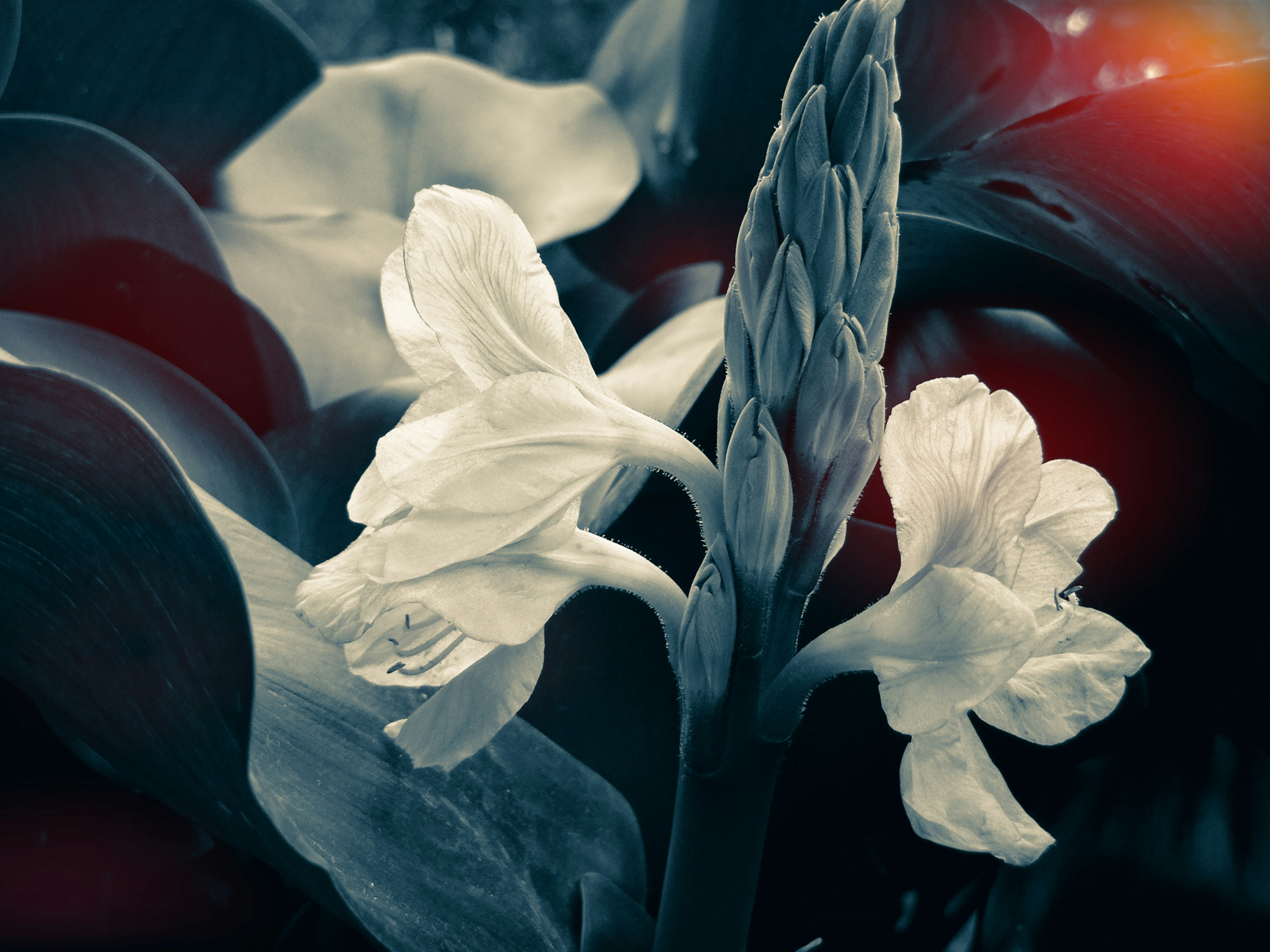 꽃이 피는 꿈의 의미와 다양한 해석