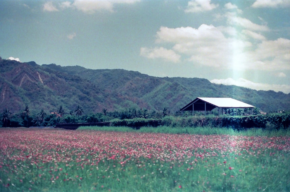 green grass field near body of water and mountain during daytime