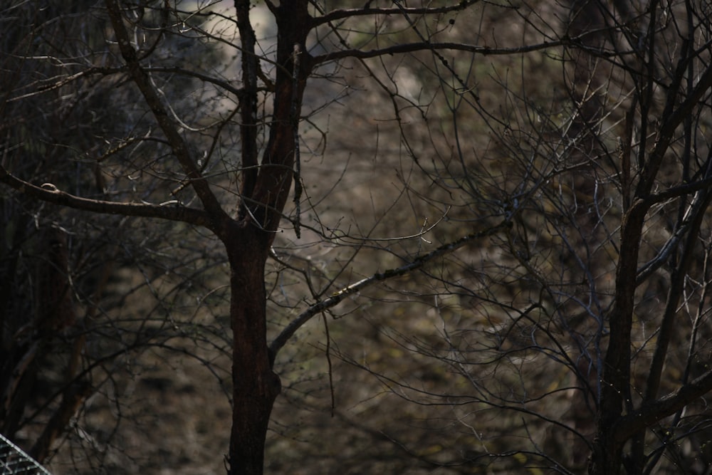 brown tree branch during daytime