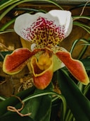 red and white flower in close up photography