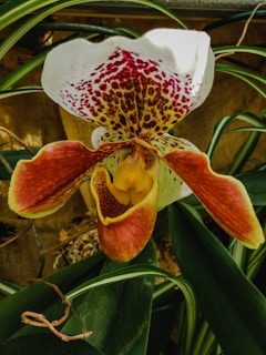 Large orchid