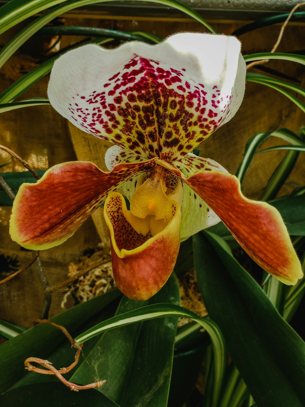 red and white flower in close up photography