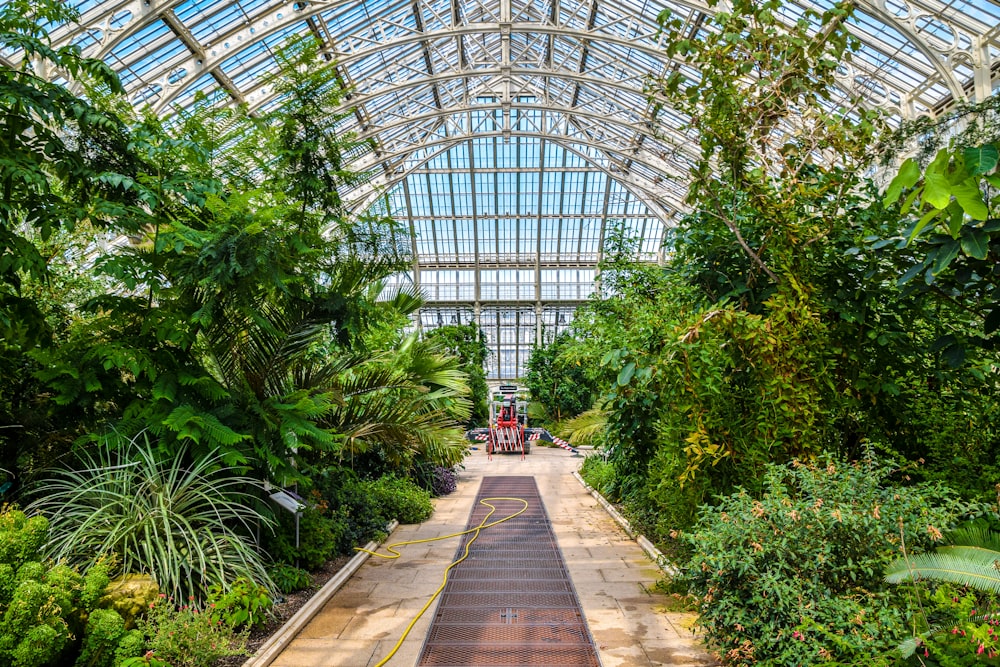 green trees inside greenhouse during daytime