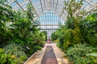 green trees inside greenhouse during daytime