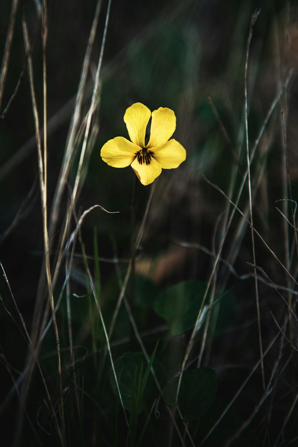 yellow flower in tilt shift lens